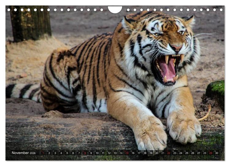 Produktbild: Raubkatzen. Wild, sch&ouml;n und kraftvoll (Wandkalender 2026 DIN A4 quer), CALVENDO Monatskalender