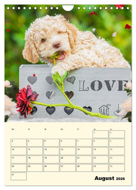 Produktbild: Jahresplaner Lagotto Romagnolo Welpen (Wandkalender 2026 DIN A4 hoch), CALVENDO Monatskalender