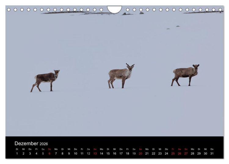 Produktbild: Tierkalender 2026 (Wandkalender 2026 DIN A4 quer), CALVENDO Monatskalender