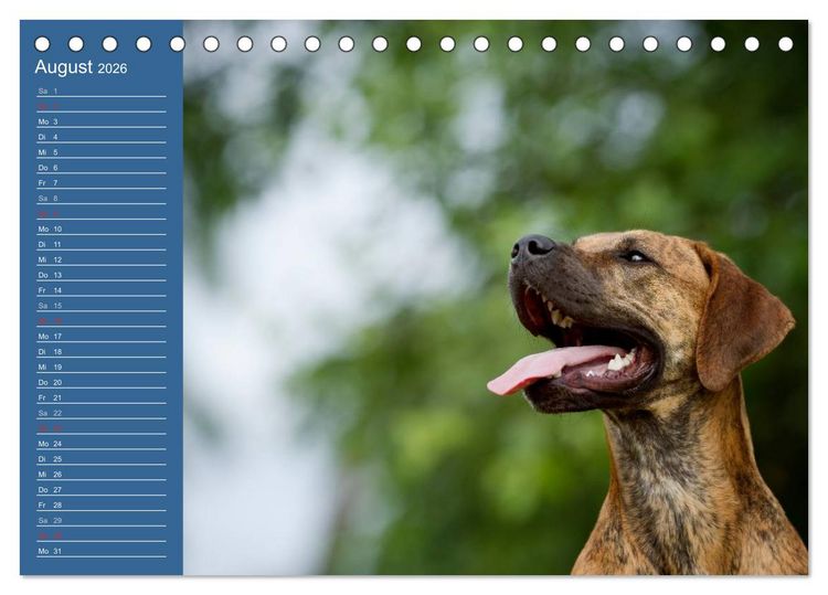Produktbild: Eine bunte Mischung - wundersch&ouml;ne Mischlingshunde / Geburtstagskalender (Tischkalender 2026 DIN A5 quer), CALVENDO Monatskalender