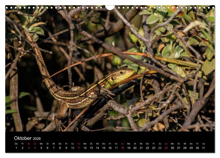 Produktbild: Reptilienkalender 2026 (Wandkalender 2026 DIN A3 quer), CALVENDO Monatskalender