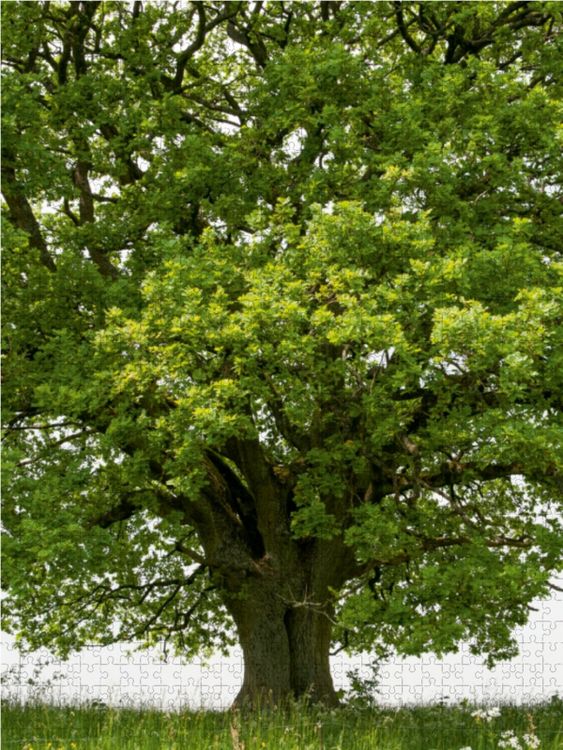 Produktbild: CALVENDO Puzzle Mai: Das Maiengr&uuml;n schm&uuml;ckt die Eiche, der Vorsommer naht. 1000 Teile Lege-Gr&ouml;&szlig;e 48 x 64 cm Foto-Puzzle Bild von Ingo Gerlach GDT