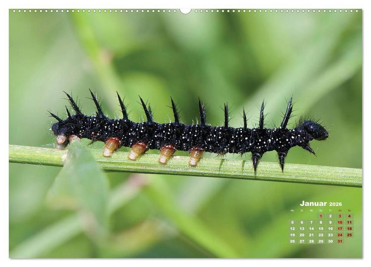 Produktbild: GEOclick Lernkalender: Portr&auml;ts einheimischer Schmetterlinge (hochwertiger Premium Wandkalender 2026 DIN A2 quer), Kunstdruck in Hochglanz