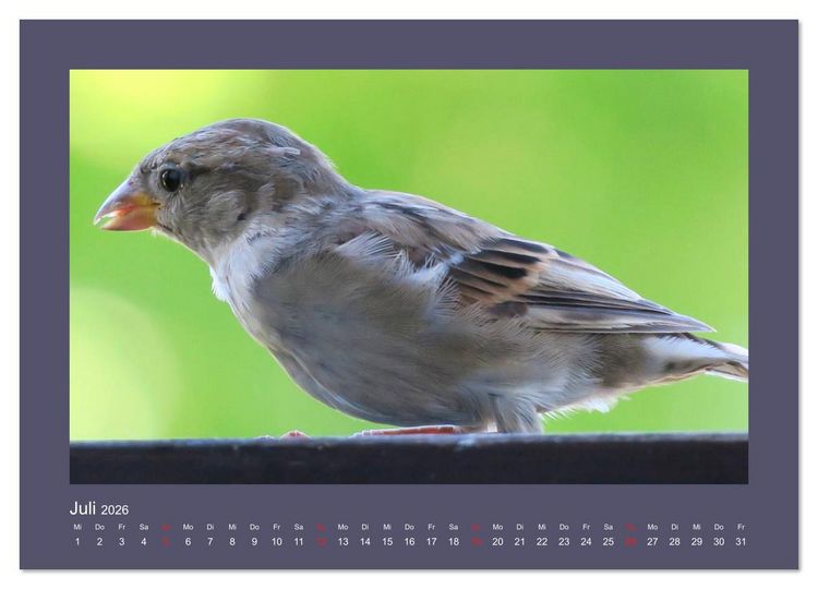 Produktbild: Vogelportr&auml;ts - Heimische V&ouml;gel auf meinem Balkon (hochwertiger Premium Wandkalender 2026 DIN A2 quer), Kunstdruck in Hochglanz