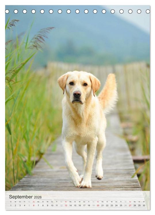 Produktbild: Hundepers&ouml;nlichkeiten (Tischkalender 2026 DIN A5 hoch), CALVENDO Monatskalender
