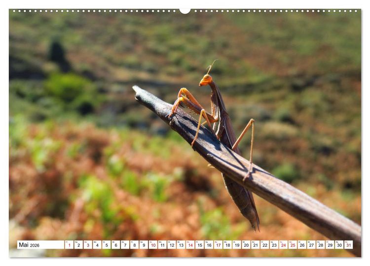 Produktbild: Urlaub Freiheit Korsika - fabelhafte Eindr&uuml;cke der Mittelmeerinsel (hochwertiger Premium Wandkalender 2026 DIN A2 quer), Kunstdruck in Hochglanz