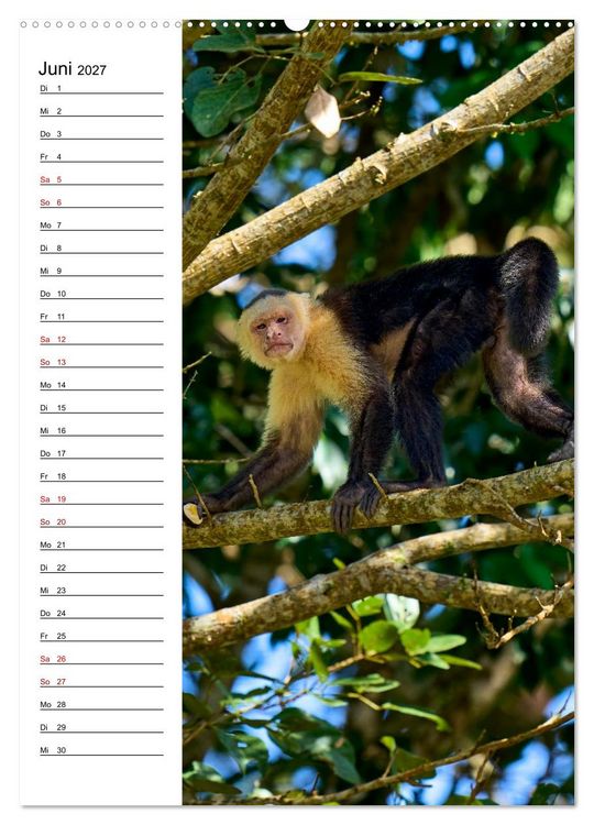 Produktbild: Costa Rica - Magische Tiere des Regenwaldes (Wandkalender 2027 DIN A2 hoch), CALVENDO Monatskalender