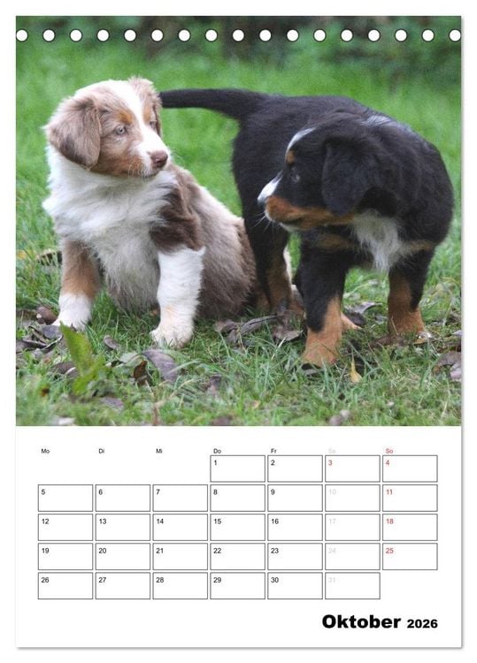 Produktbild: Australian Shepherd (Tischkalender 2026 DIN A5 hoch), CALVENDO Monatskalender