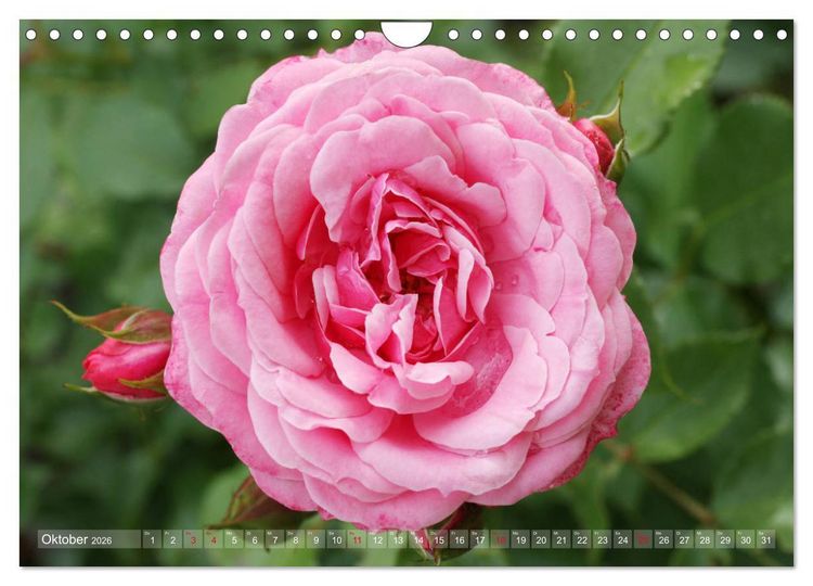 Produktbild: Stolze Rosen (Wandkalender 2026 DIN A4 quer), CALVENDO Monatskalender