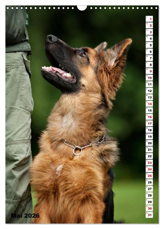 Produktbild: Sch&auml;ferhunde Langstockhaar zum verlieben (Wandkalender 2026 DIN A3 hoch), CALVENDO Monatskalender