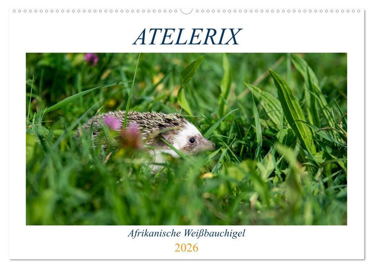 Produktbild: Atelerix - Afrikanische Wei&szlig;bauchigel (Wandkalender 2026 DIN A2 quer), CALVENDO Monatskalender