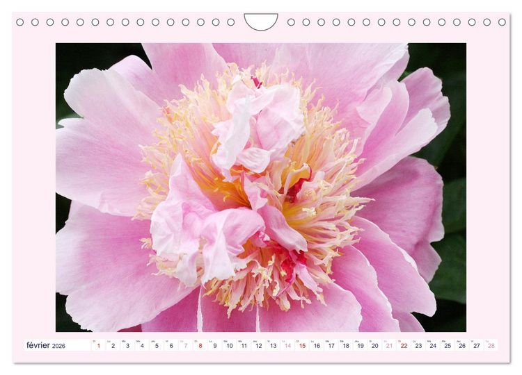Produktbild: Pivoines - Roses sans &eacute;pines (Calendrier mural 2026 DIN A4 vertical), CALVENDO calendrier mensuel
