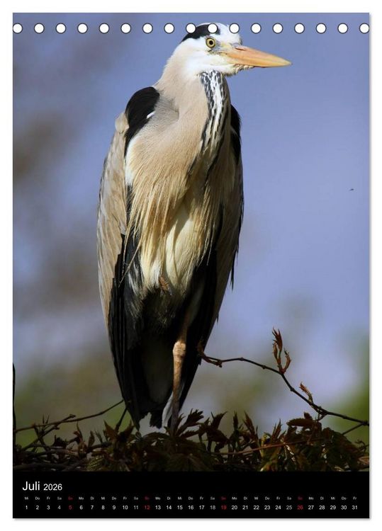 Produktbild: Wildlife 2026 (Tischkalender 2026 DIN A5 hoch), CALVENDO Monatskalender