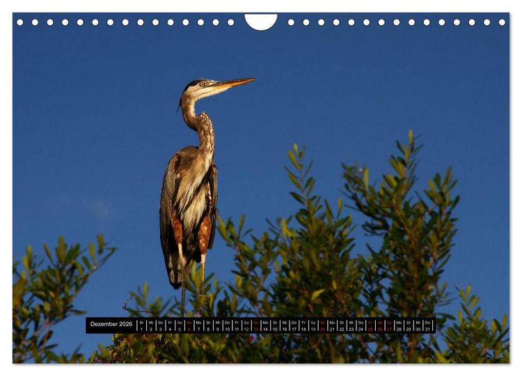 Produktbild: Florida Impressionen (Wandkalender 2026 DIN A4 quer), CALVENDO Monatskalender