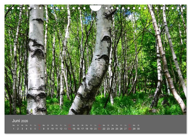 Produktbild: B&auml;ume (Wandkalender 2026 DIN A4 quer), CALVENDO Monatskalender