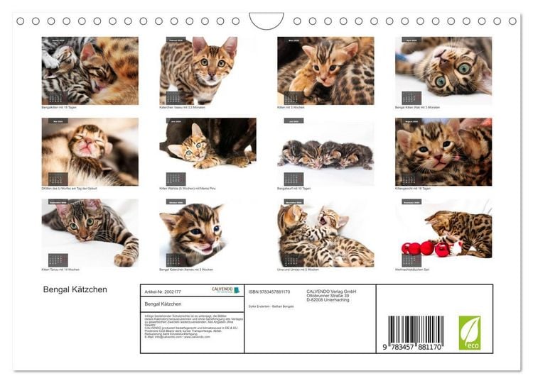 Produktbild: Bengal K&auml;tzchen (Wandkalender 2026 DIN A4 quer), CALVENDO Monatskalender