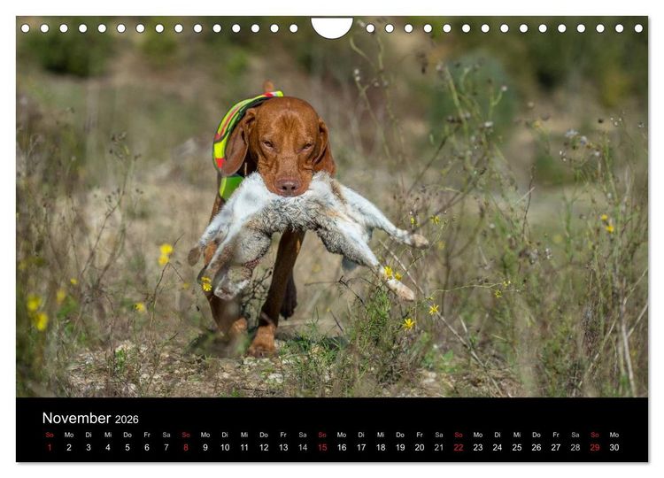 Produktbild: Jagdhunde bei der Arbeit (Wandkalender 2026 DIN A4 quer), CALVENDO Monatskalender