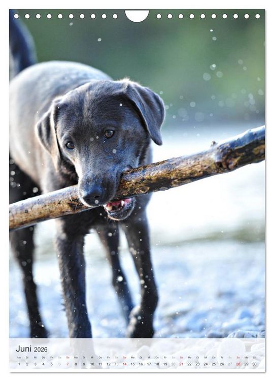 Produktbild: Hundepers&ouml;nlichkeiten (Wandkalender 2026 DIN A4 hoch), CALVENDO Monatskalender