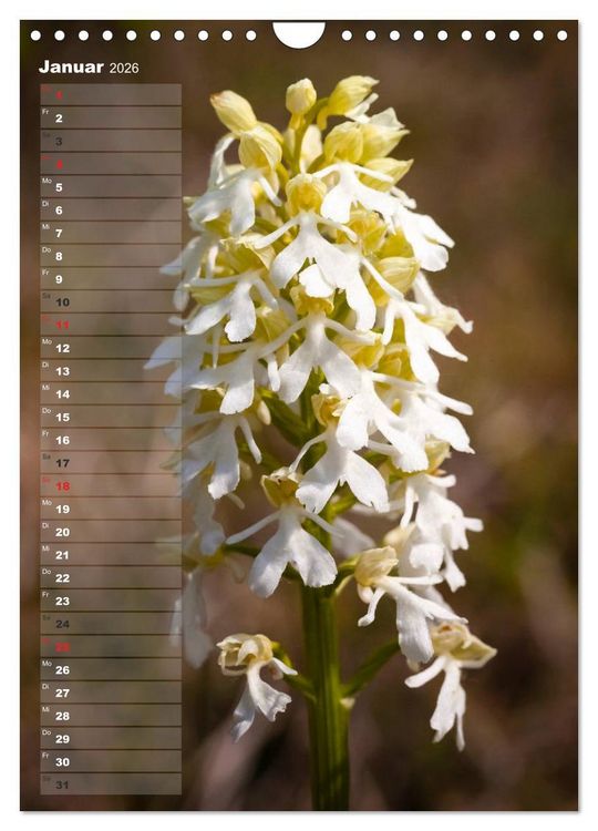Produktbild: Auf der Suche nach Orchideen in Deutschland (Wandkalender 2026 DIN A4 hoch), CALVENDO Monatskalender
