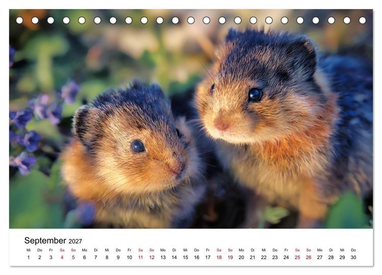 Produktbild: Lemminge - Kleine Helden der Tundra (Tischkalender 2027 DIN A5 quer), CALVENDO Monatskalender