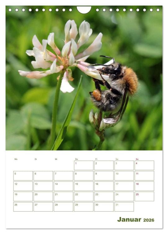 Produktbild: Wildbienen-Terminplaner 2026 (Wandkalender 2026 DIN A4 hoch), CALVENDO Monatskalender