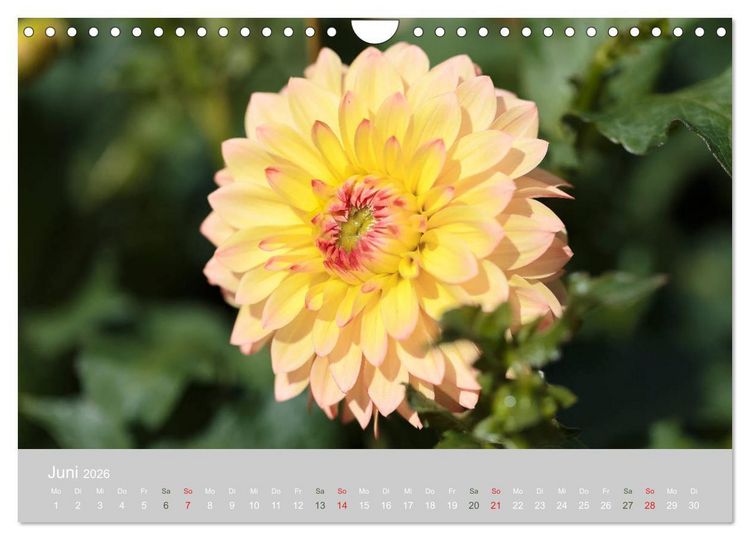 Produktbild: Dahlien - Prachtvolle Bl&uuml;ten des Sp&auml;tsommers (Wandkalender 2026 DIN A4 quer), CALVENDO Monatskalender