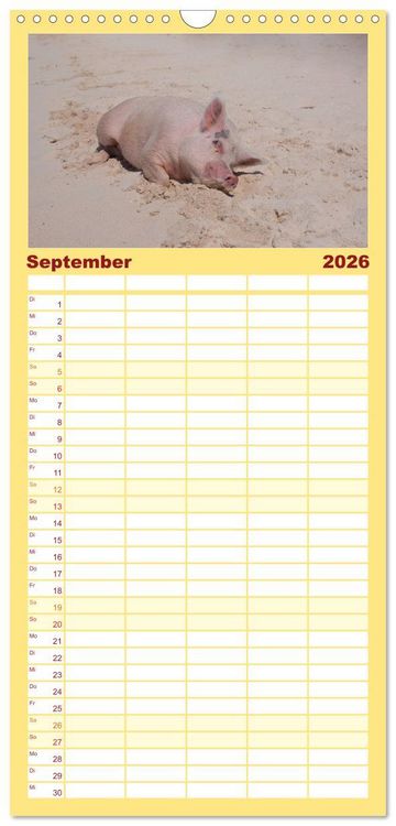 Produktbild: Familienplaner 2026 - Schweine im Dauerurlaub auf den Bahamas! mit 5 Spalten (Wandkalender, 21 x 45 cm) CALVENDO