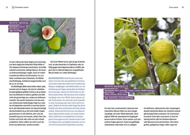 Produktbild: Feigen aus dem eigenen Garten