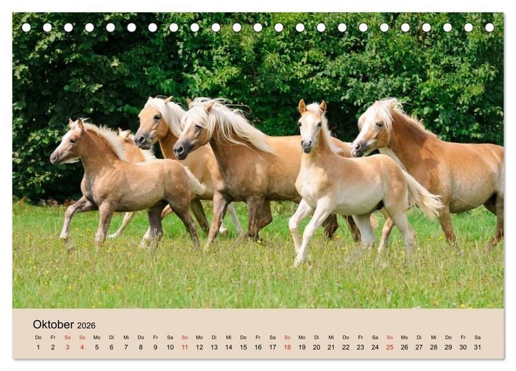 Produktbild: Haflinger Fohlen (Tischkalender 2026 DIN A5 quer), CALVENDO Monatskalender