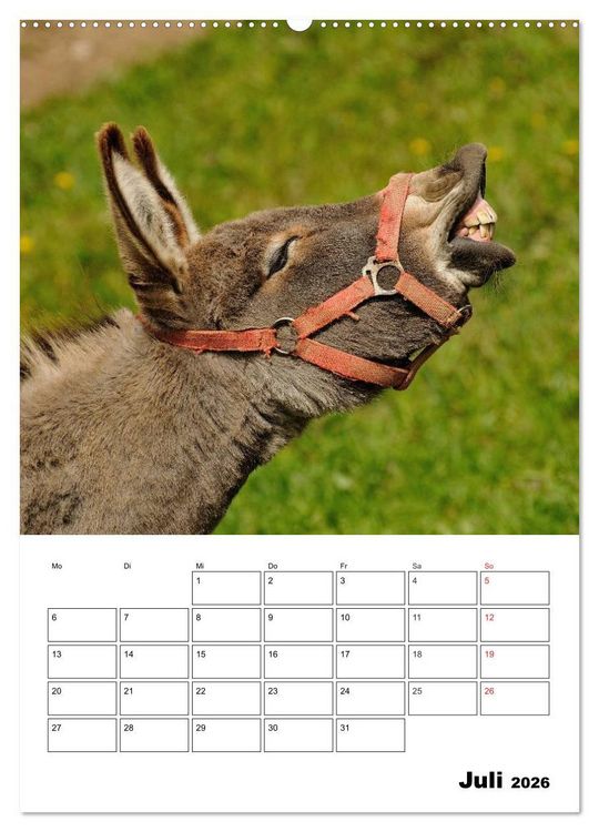 Produktbild: S&uuml;&szlig;e Esel. Langohren zum Verlieben (hochwertiger Premium Wandkalender 2026 DIN A2 hoch), Kunstdruck in Hochglanz