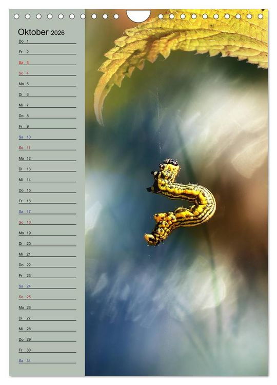 Produktbild: Pastell-Zauber (Wandkalender 2026 DIN A4 hoch), CALVENDO Monatskalender