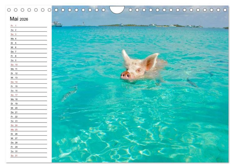 Produktbild: Schwimmende Schweine (Wandkalender 2026 DIN A4 quer), CALVENDO Monatskalender