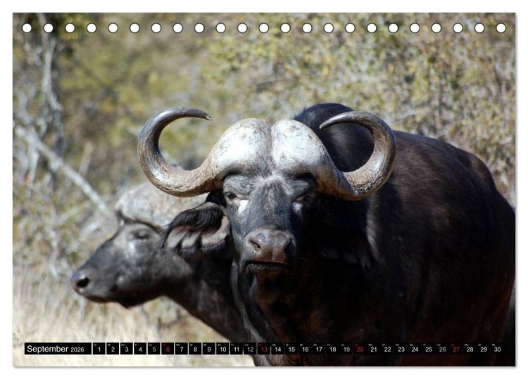 Produktbild: Wildes Leben in Afrika (Tischkalender 2026 DIN A5 quer), CALVENDO Monatskalender