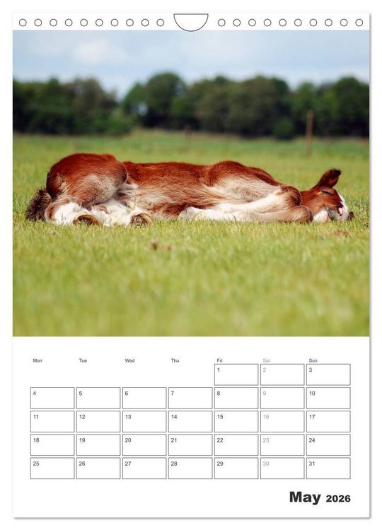 Produktbild: Shire Horses The Gentle Giants (Wall Calendar 2026 DIN A4 portrait), CALVENDO 12 Month Wall Calendar