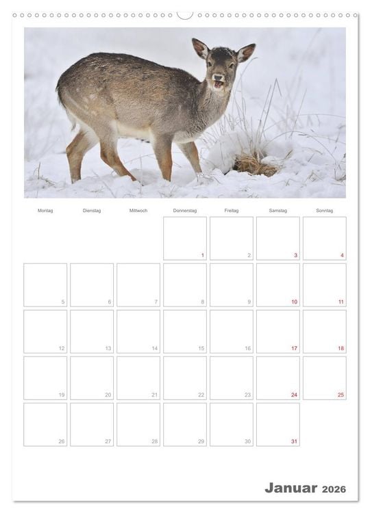 Produktbild: Rehe & Co / Planer (Wandkalender 2026 DIN A2 hoch), CALVENDO Monatskalender