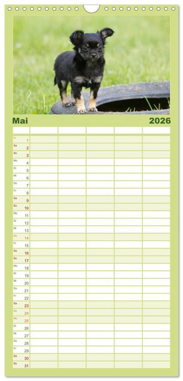 Produktbild: Familienplaner 2026 - Chihuahuas - kleine Herzensbrecher mit 5 Spalten (Wandkalender, 21 x 45 cm) CALVENDO