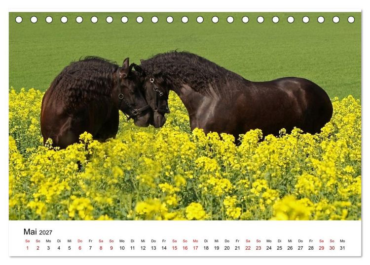 Produktbild: Friesen - Kraft und Eleganz (Tischkalender 2027 DIN A5 quer), CALVENDO Monatskalender