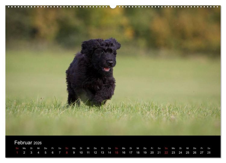 Produktbild: Hundewelpen (Wandkalender 2026 DIN A2 quer), CALVENDO Monatskalender