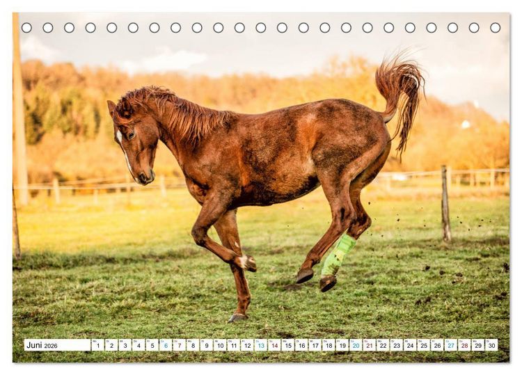 Produktbild: Durch das Jahr mit der Trakehner-Stute Fleur (Tischkalender 2026 DIN A5 quer), CALVENDO Monatskalender