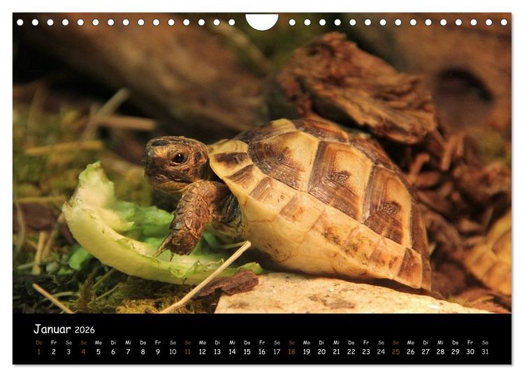 Produktbild: Reptilien 2026 (Wandkalender 2026 DIN A4 quer), CALVENDO Monatskalender