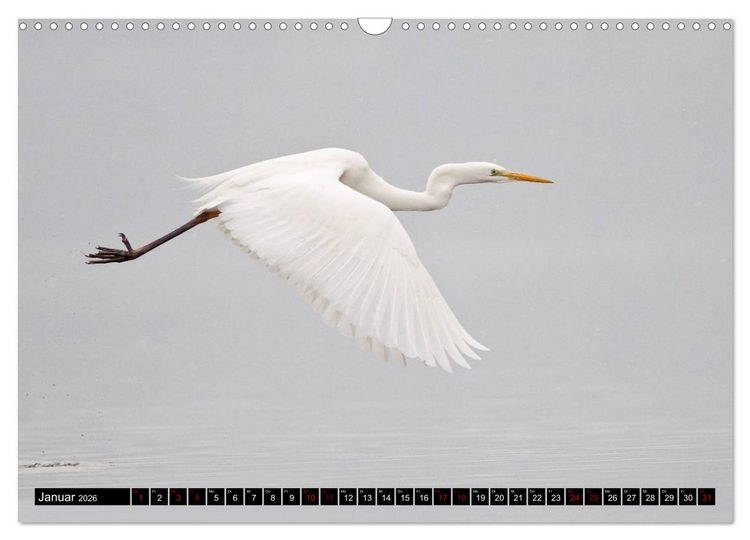 Produktbild: Eleganz in Wei&szlig; - Der Silberreiher (Wandkalender 2026 DIN A3 quer), CALVENDO Monatskalender
