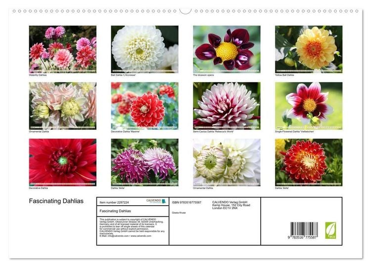 Produktbild: Fascinating Dahlias (High Quality Premium Wall Calendar 2027 DIN A2 landscape),CALVENDO 12 Month Wall Calendar