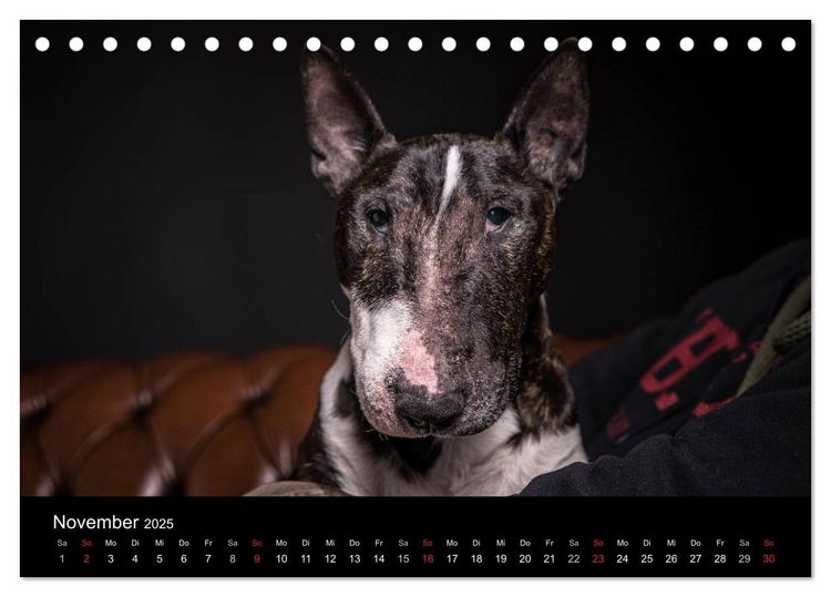 Produktbild: Bullterrier (Tischkalender 2025 DIN A5 quer), CALVENDO Monatskalender