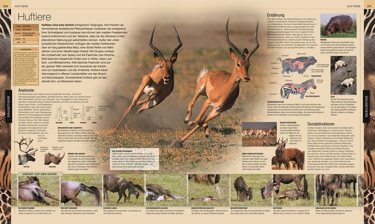 Produktbild: Tiere