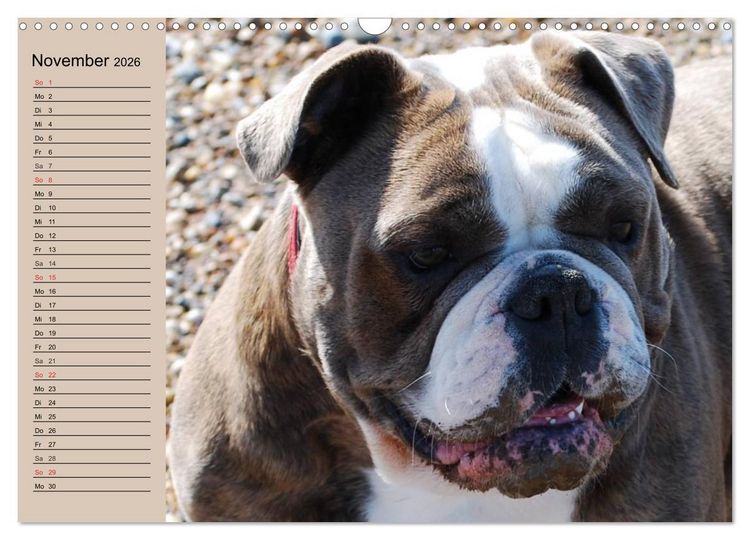 Produktbild: Faszination Bulldogge (Wandkalender 2026 DIN A3 quer), CALVENDO Monatskalender