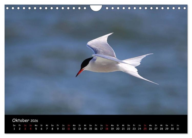 Produktbild: V&ouml;gel der Nordseek&uuml;ste (Wandkalender 2026 DIN A4 quer), CALVENDO Monatskalender