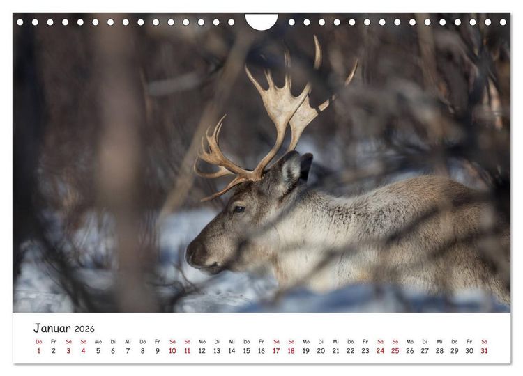 Produktbild: Rentiere (Wandkalender 2026 DIN A4 quer), CALVENDO Monatskalender
