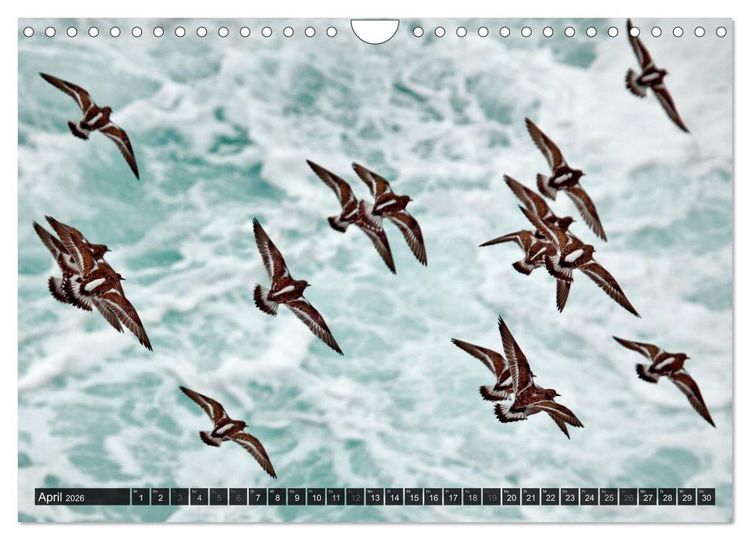 Produktbild: V&Ouml;GEL (Wandkalender 2026 DIN A4 quer), CALVENDO Monatskalender
