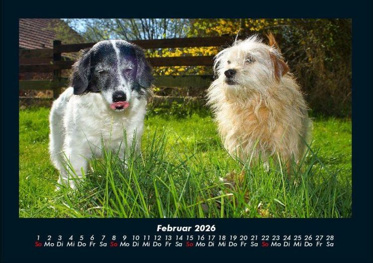 Produktbild: Hunde 2026 Fotokalender DIN A4