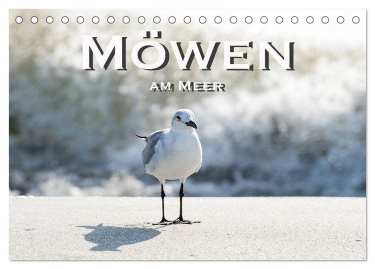Produktbild: M&ouml;wen am Meer (Tischkalender 2026 DIN A5 quer), CALVENDO Monatskalender